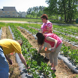 Strawberry picking in Apex NC with Katie's parents