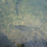 Amazingly clear water!  These luckly trout had made it upstream to the fish sanctuary where they are safe!