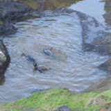 New Zealand fur seals playing in the water