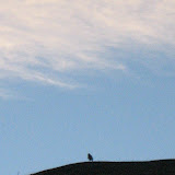 One yellow-eyed penguin makes it to the top of the hill