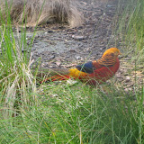 A very colorful bird in the aviary