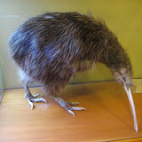 A display of a “Kiwi” bird