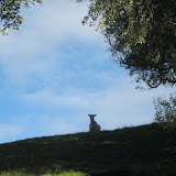 A sheep watches us as we invade his territory!