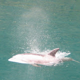 The dolphins sure use their blow holes