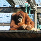 This orangutan is taking a break from swinging around.