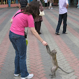 Monkeys are known for begging for food here.  We oblige them.