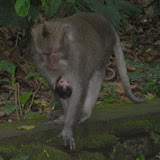 A baby monkey holds onto his mother