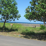 Cows use beach front property as a pasture for grazing outside of Sanur Beach, Bali.