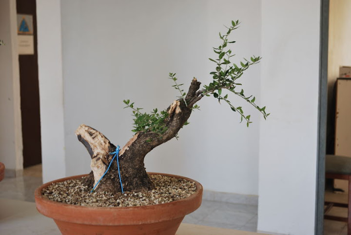 Olea europaea sylvestris, Acebuche de Domingo Acebedo.