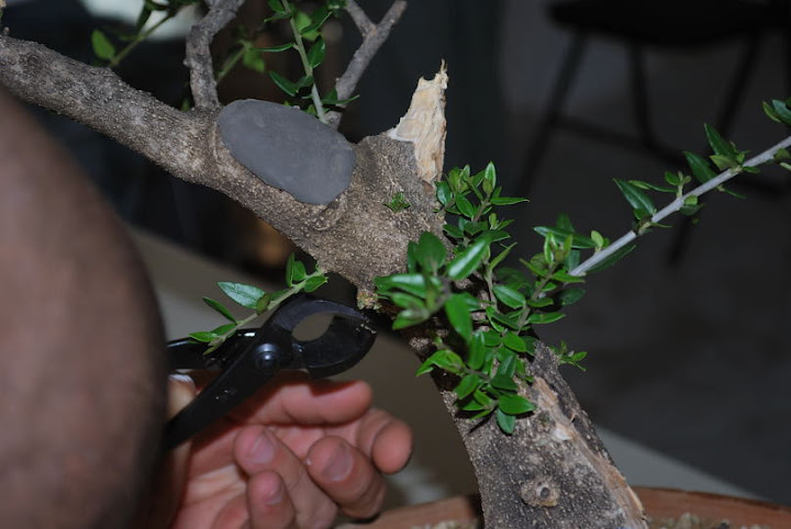 Olea europaea sylvestris, Acebuche de Domingo Acebedo.