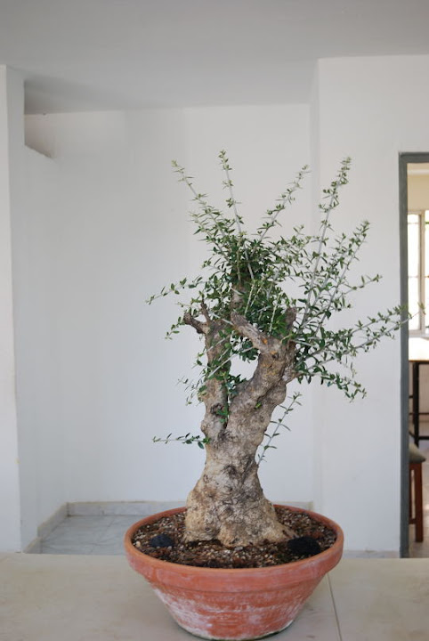 Olea europaea sylvestris, Acebuche de Nicolás López.