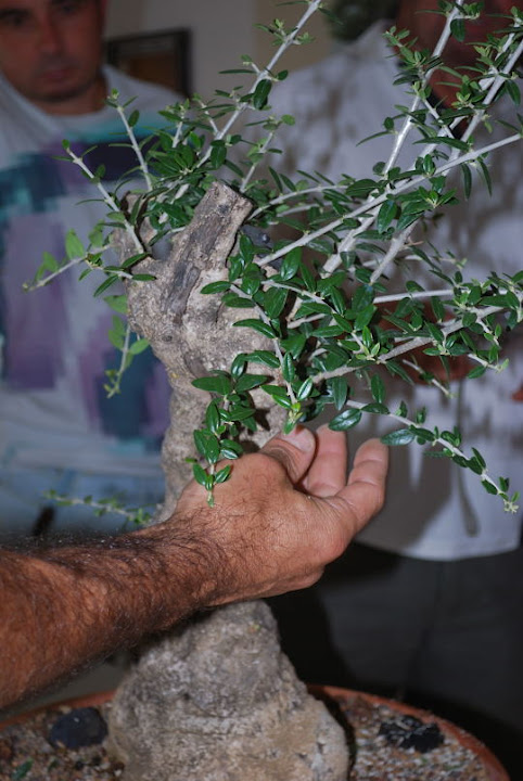 Olea europaea sylvestris, Acebuche de Nicolás López.