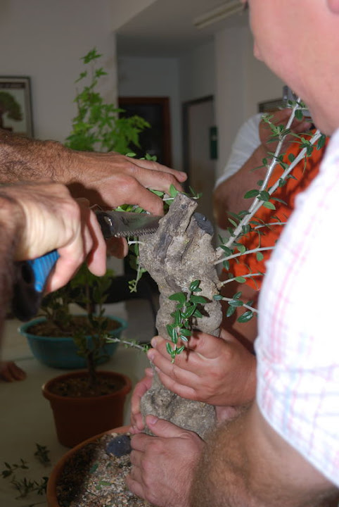 Olea europaea sylvestris, Acebuche de Nicolás López.