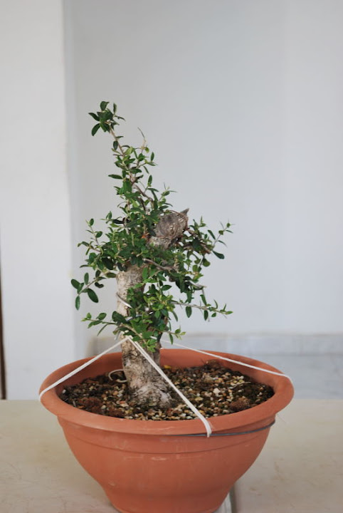 Olea europaea sylvestris, Acebuche de Nicolás López.