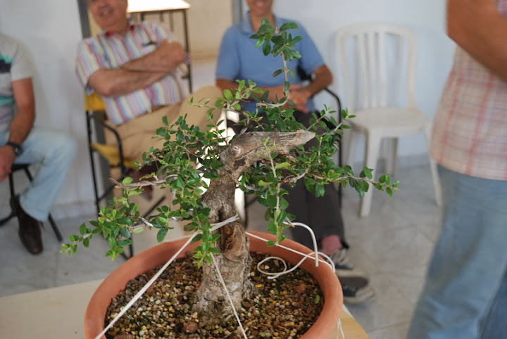 Olea europaea sylvestris, Acebuche de Nicolás López.