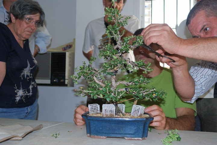 Olea europaea sylvestris, Acebuche de Manuel Vaca.