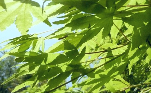 P1080062 P1080062