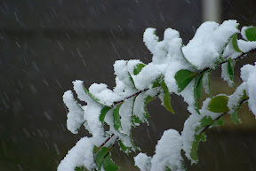 feb28_snow _2 of 40_.jpg