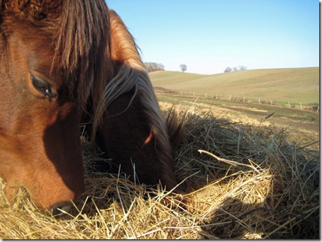 Equesterie Tranquille 20090202_003