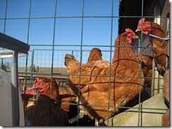 20090203_FT-Poules_004