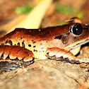 Great Barred Frog