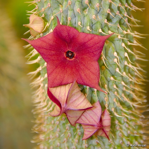 [find_hoodia_gordonii-3596[3].jpg]