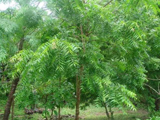 [young-neem-tree[8].jpg]