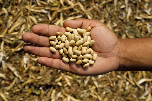 [enola bean[2].jpg]