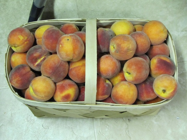 [Fruit & more maters 013[4].jpg]