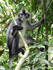 Un adorable punkie macaque Un adorable punkie macaque