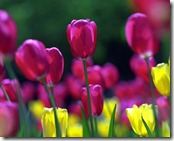 tulipanes[1]