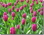 36 tulipanes violetas
