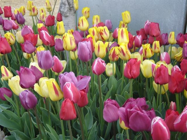 [36 tulipanes[20].jpg]
