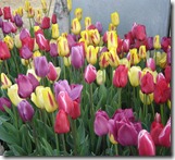 36 tulipanes