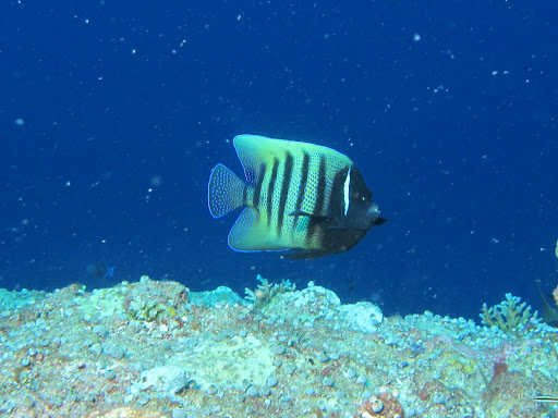 angelfish