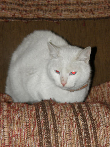 Obrazek