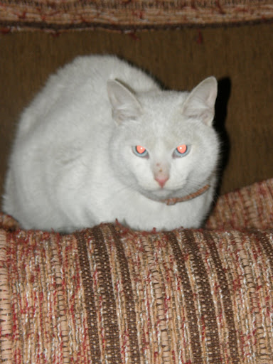 Obrazek