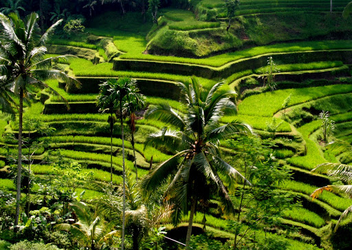external image Tegalalang+Rice+Terraces-14.jpg
