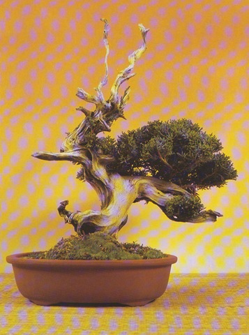 [juniperus[2].jpg]