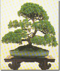 juniperus chinesis