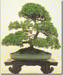 juniperus chinesis juniperus chinesis
