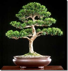 myrtus-communis-bonsai myrtus-communis-bonsai