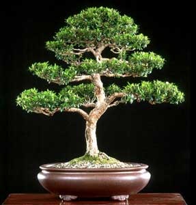 [myrtus-communis-bonsai[3].jpg]