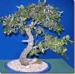 quercus ilex