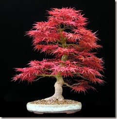 acer palmatum