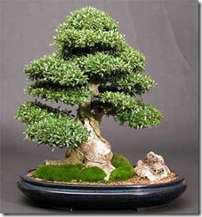 ilex-crenata-bonsai