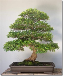 ulmus olmo ulmus olmo