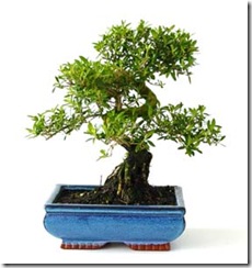Serissa Serissa