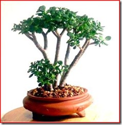 crassula crassula