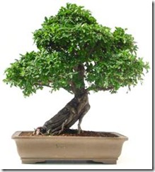 Ulmus_Parvifolia Ulmus_Parvifolia